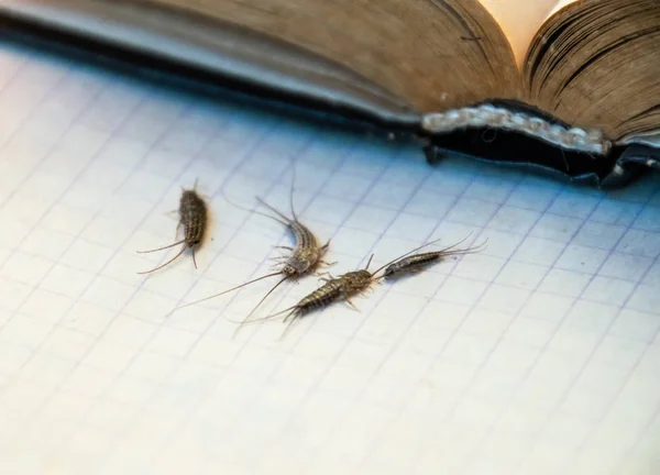 Insect Feeding Paper Silverfish Pest Books Newspapers Silverfish Several Pieces — Stock Photo, Image