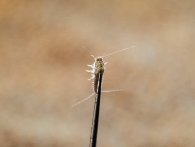 Kağıt üzerinde - gümüş balık besleme böcek. Haşere kitaplar ve Gazeteler. Gümüş bir iğne üzerinde balık.