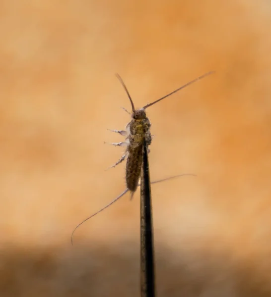 Alimentación Del Insecto Sobre Papel Pez Plateado Libros Plagas Periódicos — Foto de Stock