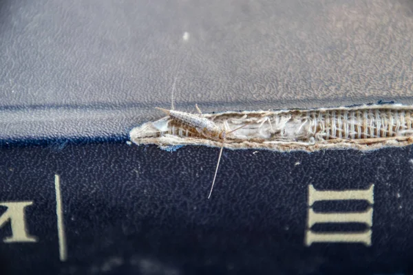 Lepisma Capa Esfarrapada Livro Antigo Inseto Alimentando Papel Silverfish Lepisma — Fotografia de Stock