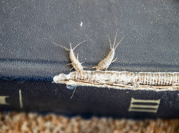 Lepisma Capa Esfarrapada Livro Antigo Inseto Alimentando Papel Silverfish Lepisma — Fotografia de Stock