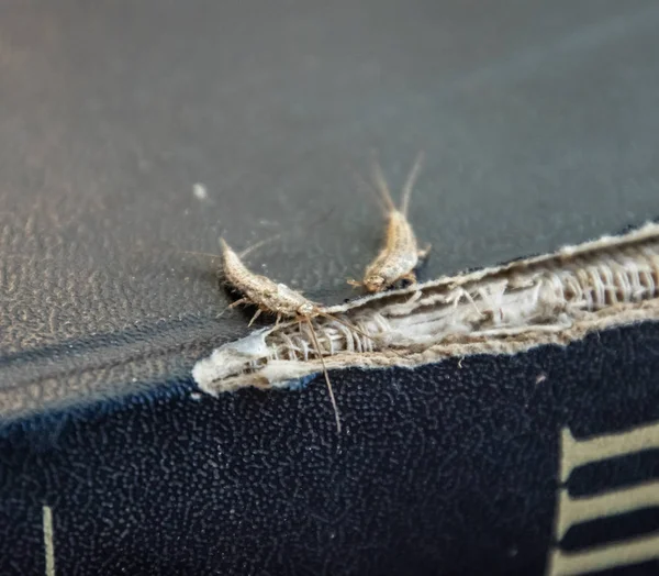 Lepisma Capa Esfarrapada Livro Antigo Inseto Alimentando Papel Silverfish Lepisma — Fotografia de Stock