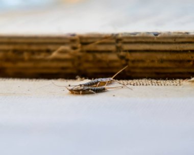 Eski bir kitap bağlama yakınındaki Gümüş Balık thermobia. Kağıt üzerinde - gümüş balık, lepisma besleme böcek. Haşere kitaplar ve Gazeteler.