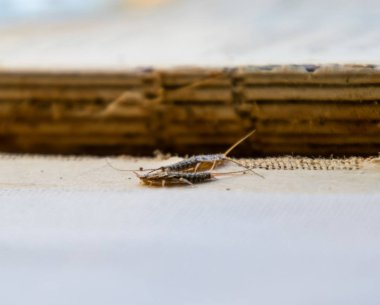 Eski bir kitap bağlama yakınındaki Gümüş Balık thermobia. Kağıt üzerinde - gümüş balık, lepisma besleme böcek. Haşere kitaplar ve Gazeteler.