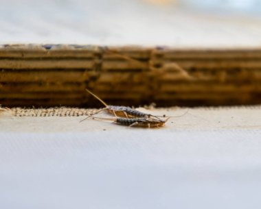 Eski bir kitap bağlama yakınındaki Gümüş Balık thermobia. Kağıt üzerinde - gümüş balık, lepisma besleme böcek. Haşere kitaplar ve Gazeteler.