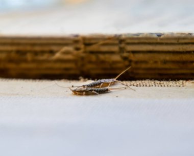 Eski bir kitap bağlama yakınındaki Gümüş Balık thermobia. Kağıt üzerinde - gümüş balık, lepisma besleme böcek. Haşere kitaplar ve Gazeteler.