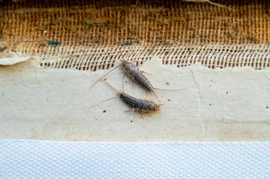 silverfish thermobia near the binding of an old book. Insect feeding on paper - silverfish, lepisma. Pest books and newspapers. clipart