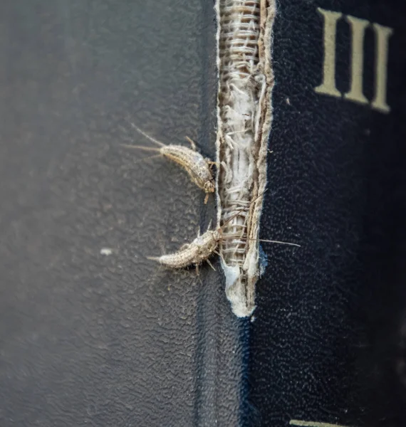 Lepisma Auf Dem Zerfledderten Einband Eines Alten Buches Insekten Ernähren — Stockfoto