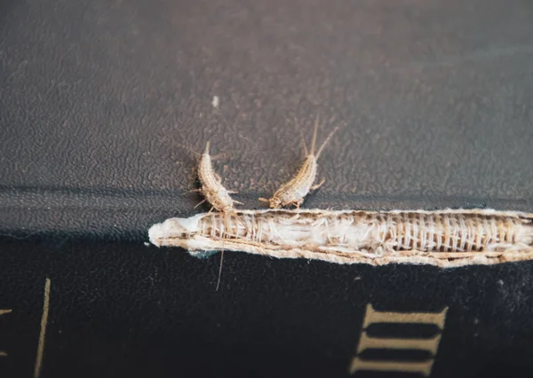 Lepisma Στο Κουρελιασμένη Εξώφυλλο Του Ένα Παλιό Βιβλίο Έντομα Που — Φωτογραφία Αρχείου