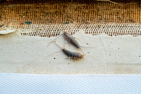 Thermobia Argentée Près Reliure Vieux Livre Insectes Nourrissant Papier Poissons — Photo