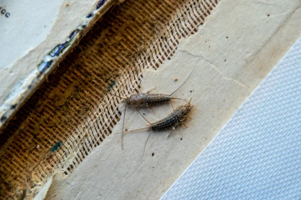 Pest boeken en kranten. Insect voeding op papier - Zilvervisje, lepisma — Stockfoto