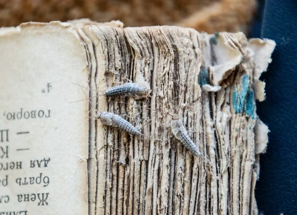 Silberfische drei Stücke auf dem zerrissenen Einband eines alten Buches. Schädlingsbekämpfung Bücher und Zeitungen. Insektenfresser auf Papier - Silberfische — Stockfoto