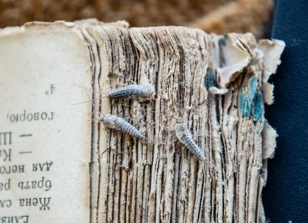 Silverfish trois pièces sur la couverture déchirée d'un vieux livre. Livres et journaux antiparasitaires. Insectes se nourrissant de papier - poisson argenté — Photo