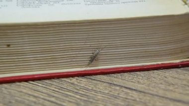 thermobia, zararlı kitaplar ve Gazeteler. Kağıt üzerinde - gümüş balık, thermobia besleme böcek