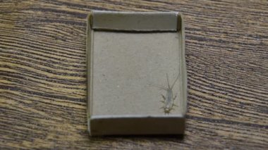 Thermobia domestica. Haşere kitaplar ve Gazeteler. Lepismatidae kağıt üzerinde - gümüş balık besleme böcek
