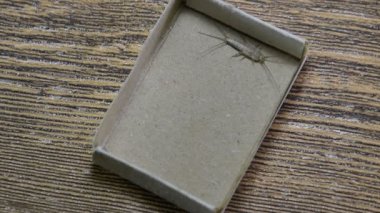 Thermobia domestica. Haşere kitaplar ve Gazeteler. Lepismatidae kağıt üzerinde - gümüş balık besleme böcek
