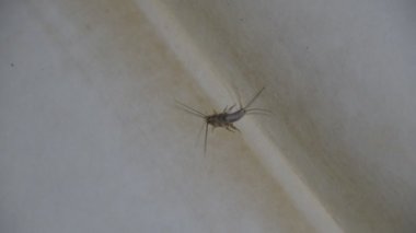 Thermobia domestica. Haşere kitaplar ve Gazeteler. Lepismatidae kağıt üzerinde - gümüş balık besleme böcek