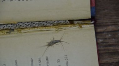 Thermobia domestica. Haşere kitaplar ve Gazeteler. Lepismatidae kağıt üzerinde - gümüş balık besleme böcek