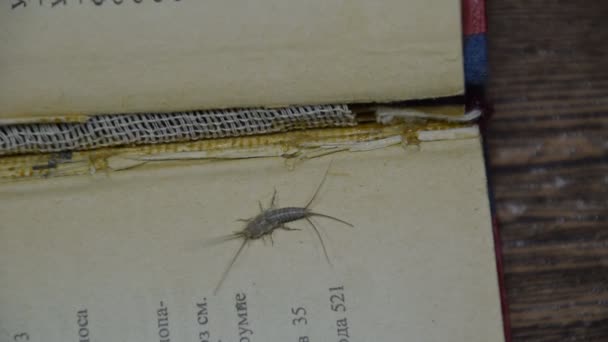 Thermobia domestica. Pest boeken en kranten. Lepismatidae insecten voeden op papier - Zilvervisje — Stockvideo