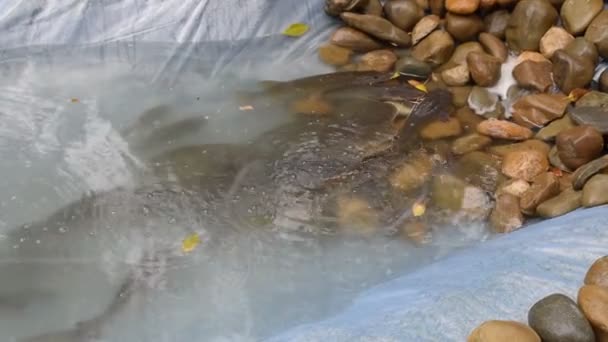 Fische in einem künstlichen Teich aus Polyethylenfolie — Stockvideo