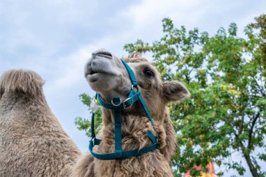 İki seviştiği deve Şehir Parkı içinde. Parkta yürüyüş deve.