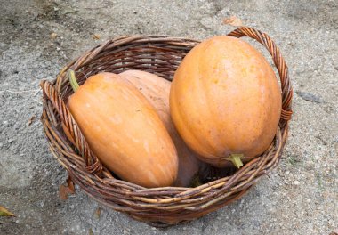 Sebzeli sepetleri. Çeşitli sebze. Kırsal hasat.