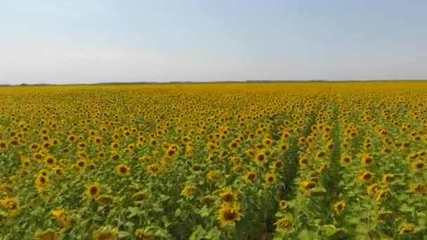 Yağlı tohum çiçekli tarım alanlarının havadan görünümü. Ayçiçeği tarlası. Üstten Görünüm. — Stok video