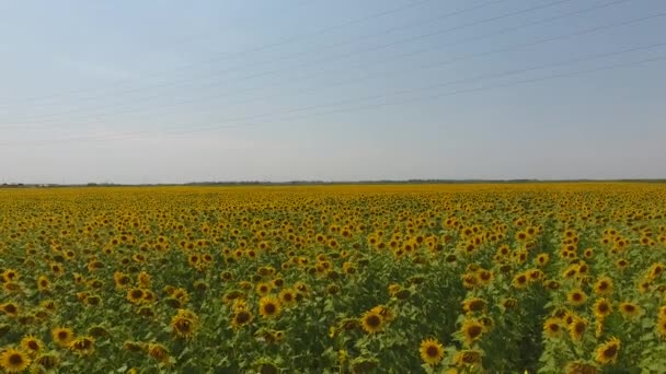 Vue aérienne des champs agricoles oléagineux à floraison. Champ de tournesols. Vue du dessus .