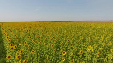 Yağlı tohum çiçekli tarım alanlarının havadan görünümü. Ayçiçeği tarlası. Üstten Görünüm.