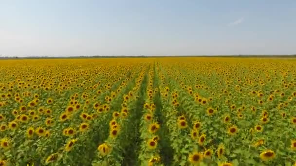 Vue aérienne des champs agricoles oléagineux à floraison. Champ de tournesols. Vue du dessus .