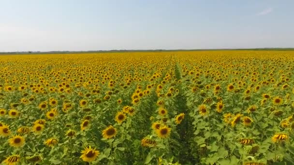 Vue aérienne des champs agricoles oléagineux à floraison. Champ de tournesols. Vue du dessus .
