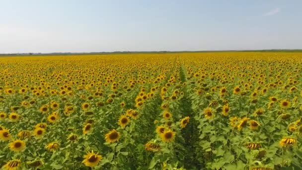 Luchtfoto van agrarische velden bloei van oliehoudende zaden. Veld met zonnebloemen. Bovenaanzicht. — Stockvideo