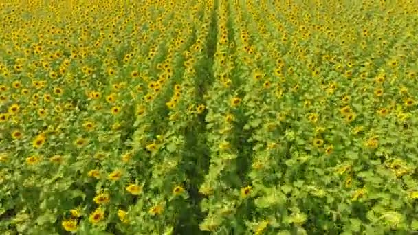 Aerial view of agricultural fields flowering oilseed. Field of sunflowers. Top view. — Stock Video