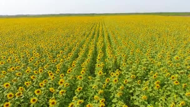 Aerial view of agricultural fields flowering oilseed. Field of sunflowers. Top view. — Stock Video