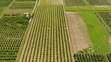 Genç ağaçlar Kiraz Bahçesi. Ağaçlar yeşil yaprakları ile tatlı kiraz.