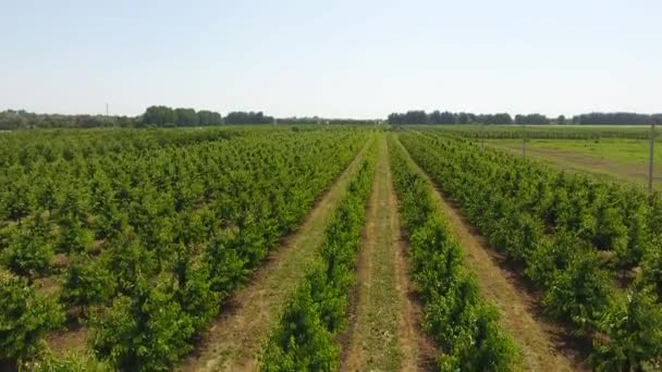 Young trees cherry garden. Trees of sweet cherry with green leaves. — Stock Video