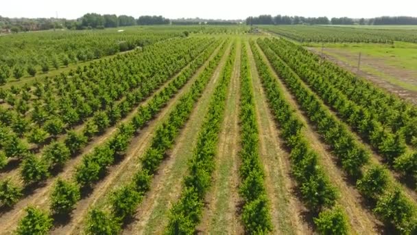 Young trees cherry garden. Trees of sweet cherry with green leaves. — Stock Footage Young trees cherry garden. Trees of sweet cherry with green leaves. Stock Footage