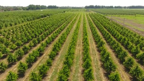 Mladé stromky třešeň zahrada. Stromy z třešně se zelenými listy. — Stock video