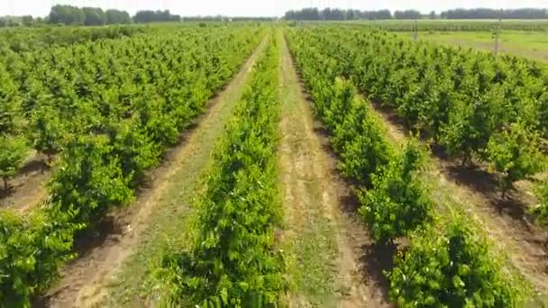 Young trees cherry garden. Trees of sweet cherry with green leaves. — Stock Video