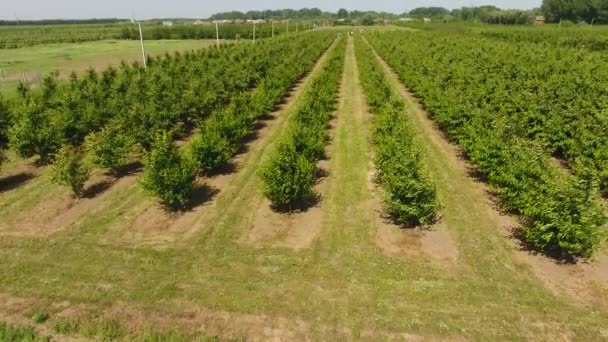 Unga träd cherry garden. Träd av sweet cherry med gröna blad. — Stockvideo