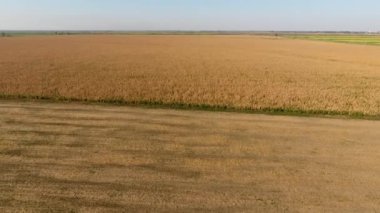 Bir alan olgun Mısır. Kuru mısır saplarını. Yukarıdan görüntülemek