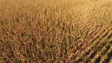 Bir alan olgun Mısır. Kuru mısır saplarını. Yukarıdan görüntülemek