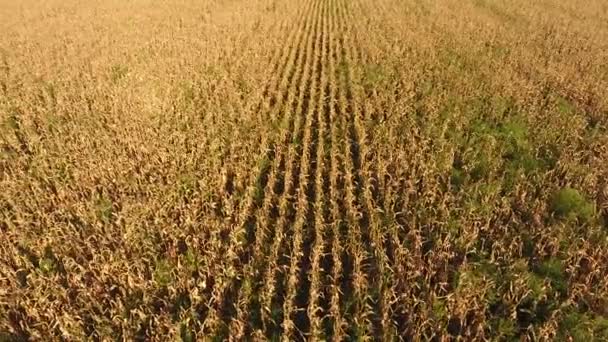 A field of ripe corn. Dry corn stalks. View from above — Stock Video