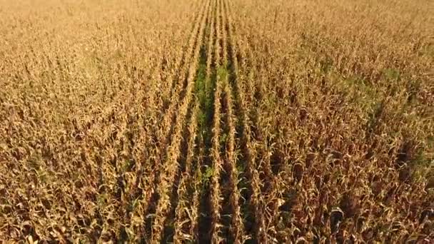 A field of ripe corn. Dry corn stalks. View from above — Stock Video