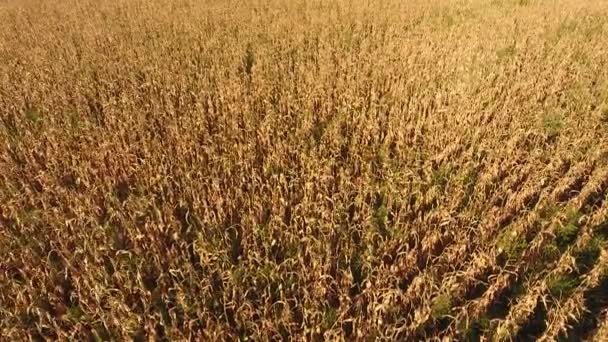 Ein Feld mit reifem Mais. Trockene Maishalme. Blick von oben — Stockvideo