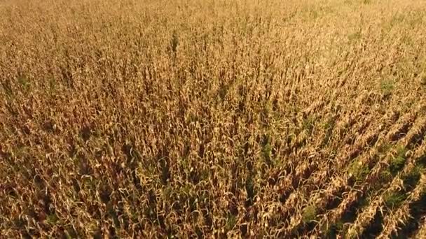 Un champ de maïs mûr. Des tiges de maïs sèches. Vue d'en haut — Video