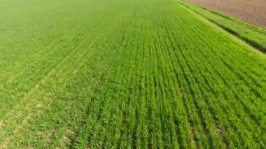 Bir alan genç Mısır. Mısır filizlenir. Bahar yeşil mısır büyüyen ile bir alanı.