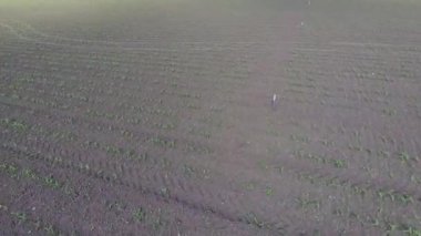 Mısır satırlar arasında gevşek toprak. Bir alan genç Mısır. Mısır filizlenir. Bahar yeşil mısır büyüyen ile bir alanı.