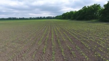 Mısır satırlar arasında gevşek toprak. Bir alan genç Mısır. Mısır filizlenir. Bahar yeşil mısır büyüyen ile bir alanı.