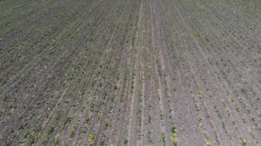 Mısır satırlar arasında gevşek toprak. Bir alan genç Mısır. Mısır filizlenir. Bahar yeşil mısır büyüyen ile bir alanı.